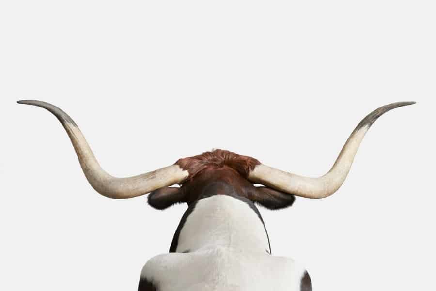 Longhorn No. 2, Edition of 10